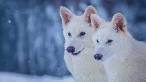 scrnli 0uvD1u1wP8gB54